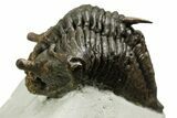 Rare, Fossil Encrinurus Trilobite - Malvern, England #353843-2